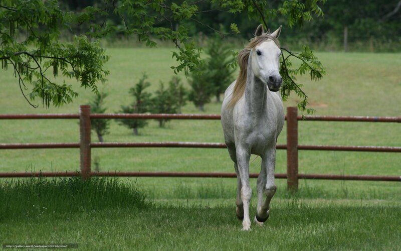 White Horse Running — Green, Calm, Afternoon, Photograph, Fence, Tree, Grass