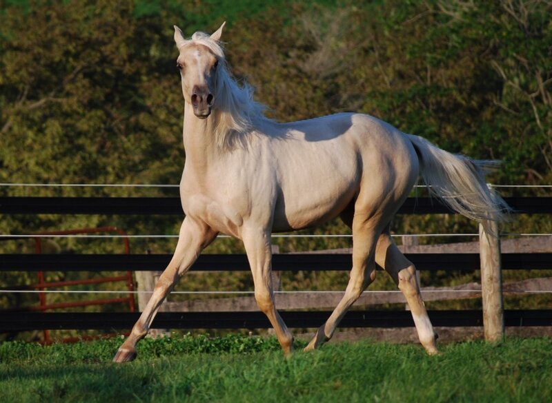 White Horse Running — Green, Calm, Afternoon