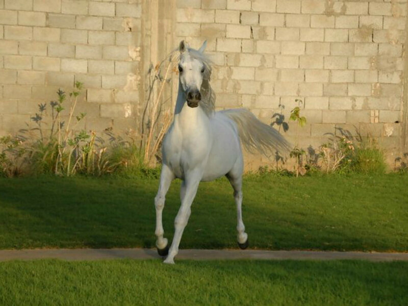 White Horse Running — Green, Calm, Sunset