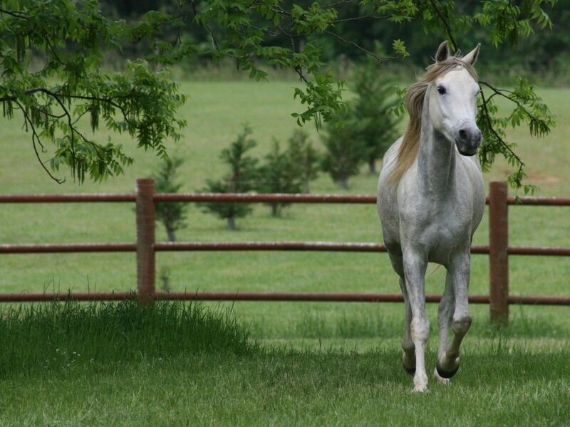 White Horse Running — Green, Calm