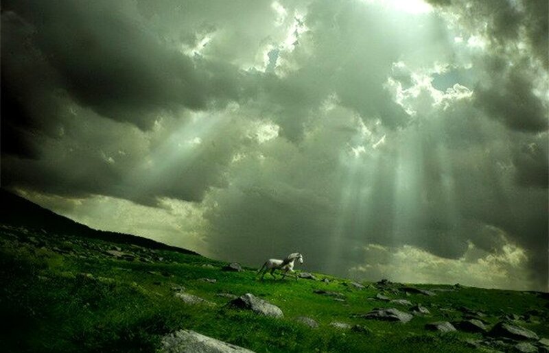 White Horse Running — Green, Dramatic