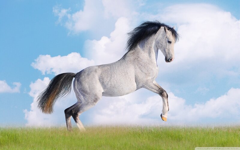 White Horse Running — Green, Dynamic, Afternoon, Photograph, Grass
