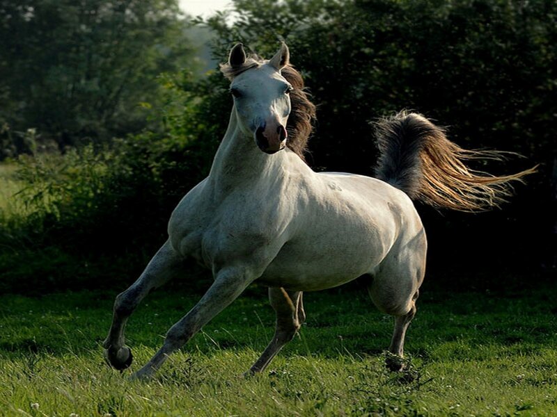 White Horse Running — Green, Dynamic, Afternoon, Photograph, Grass, Trees, Tail