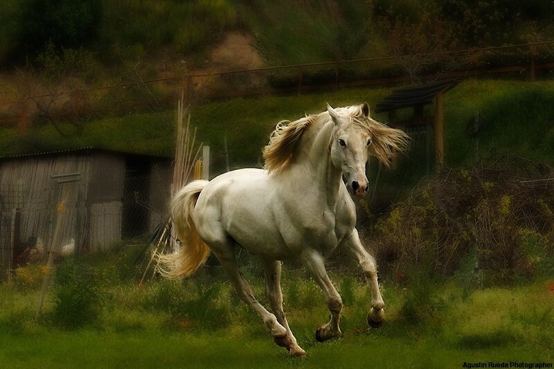 White Horse Running — Green, Dynamic, Afternoon, Photograph