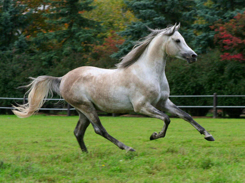 White Horse Running — Green, Dynamic, Autumn