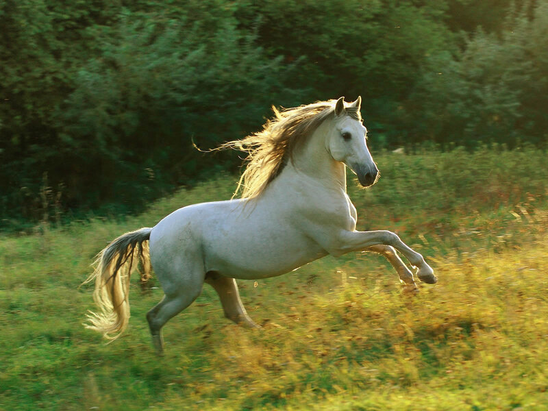White Horse Running — Green, Dynamic, Sunset, Photograph