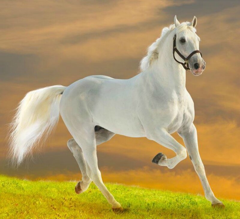 White Horse Running — Green, Dynamic, Sunset