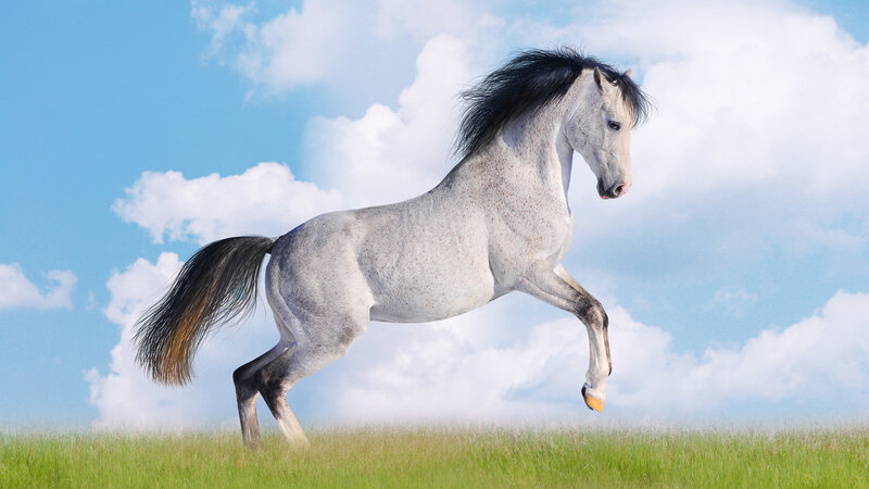 White Horse Running — Green, Dynamic