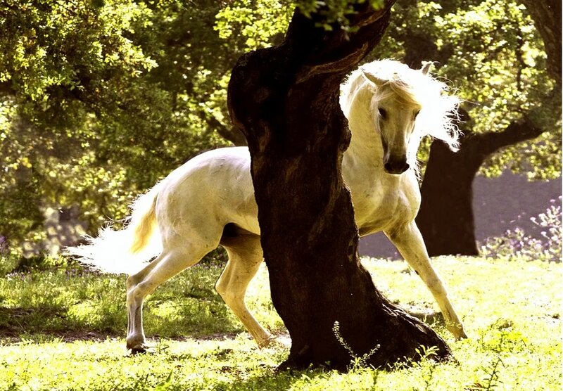 White Horse Running — Green, Serene, Afternoon