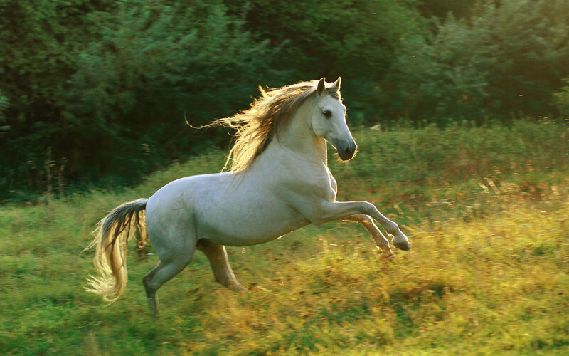 White Horse Running — Green