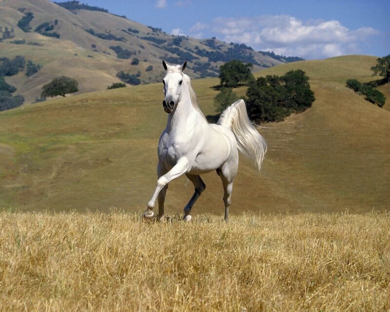 White Horse Running — Hills