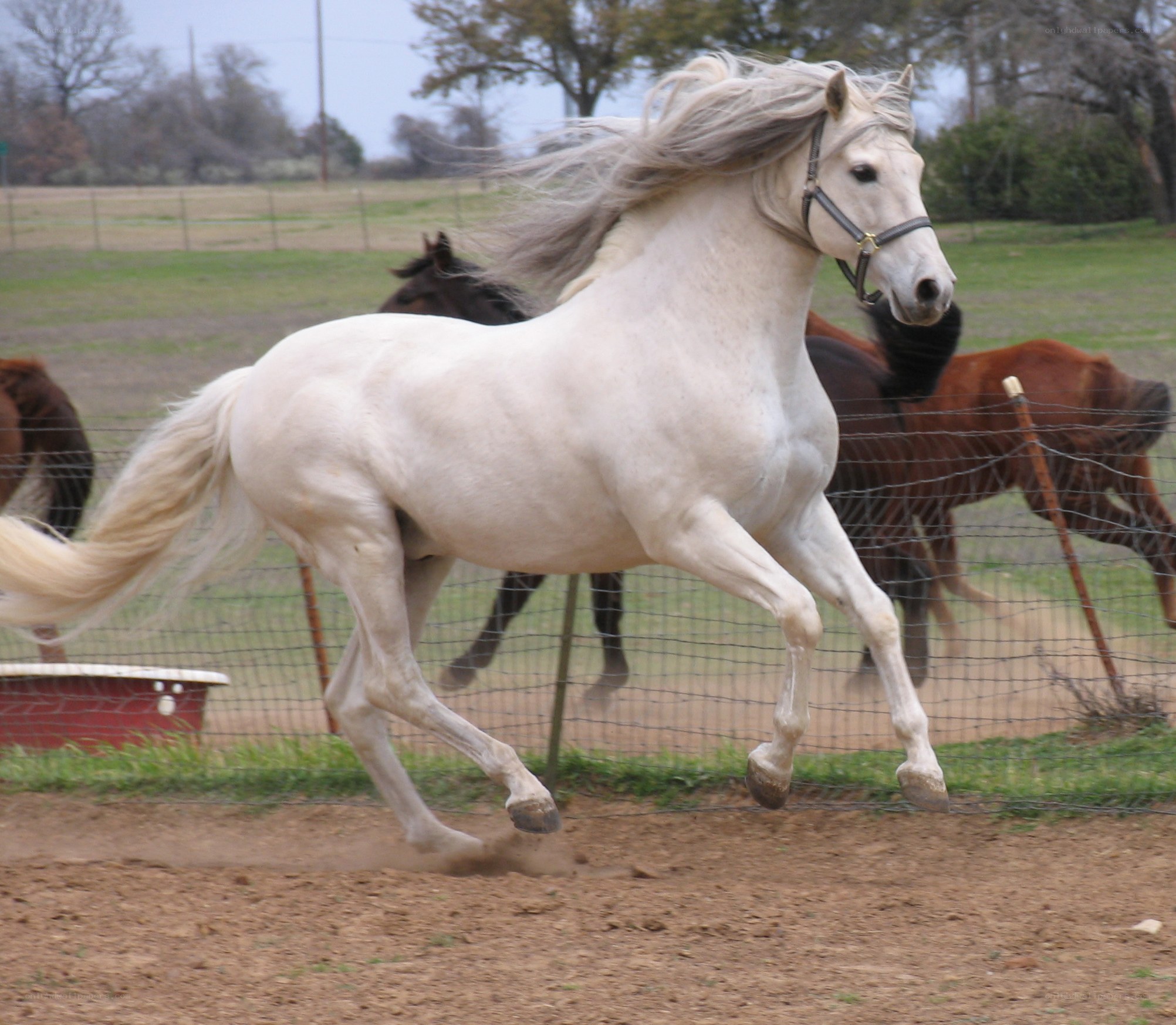 white horse running in a field