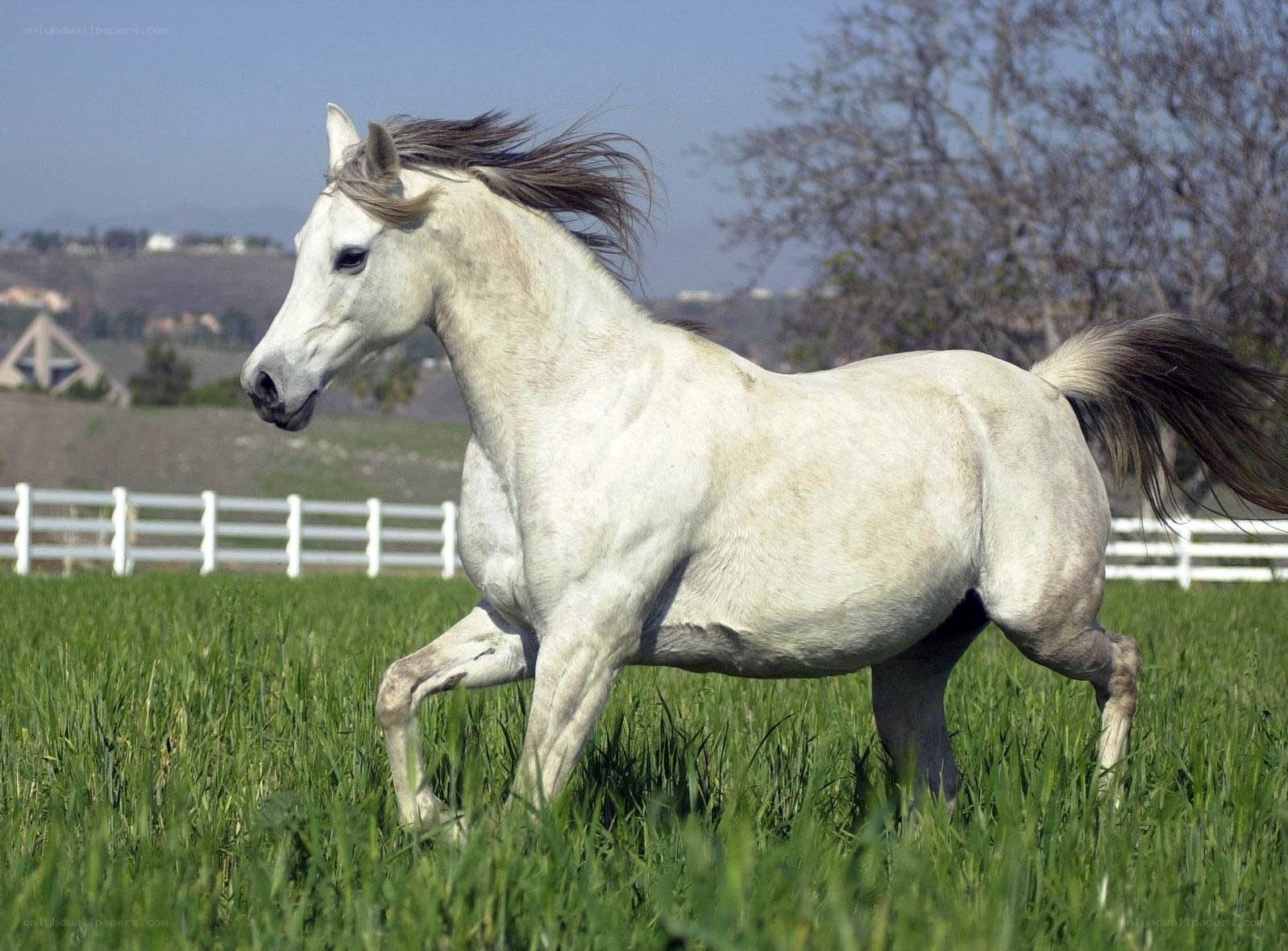 White horse running in a field