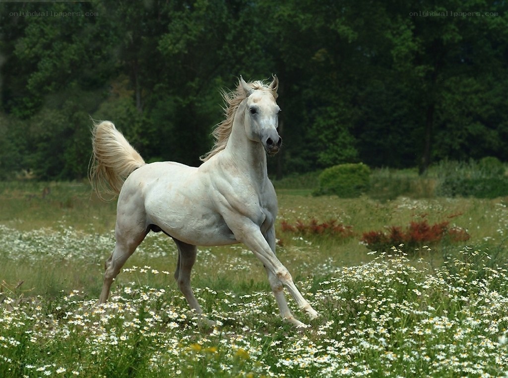White horse running in a field