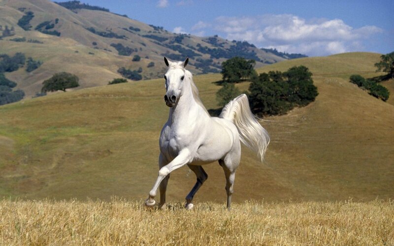 White horse running in a field