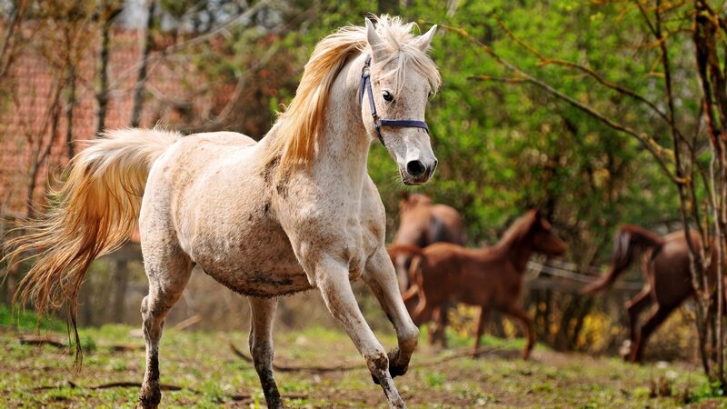 White horse running in a field