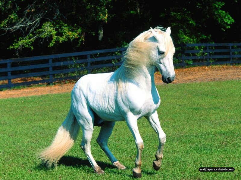 White horse running in a field