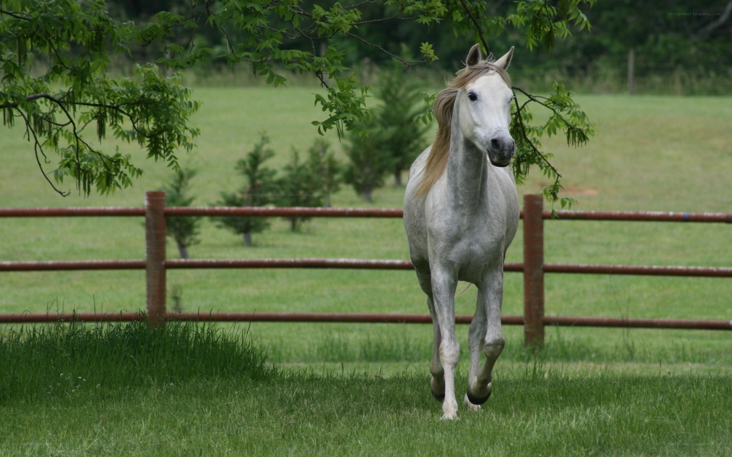 White horse running in a field