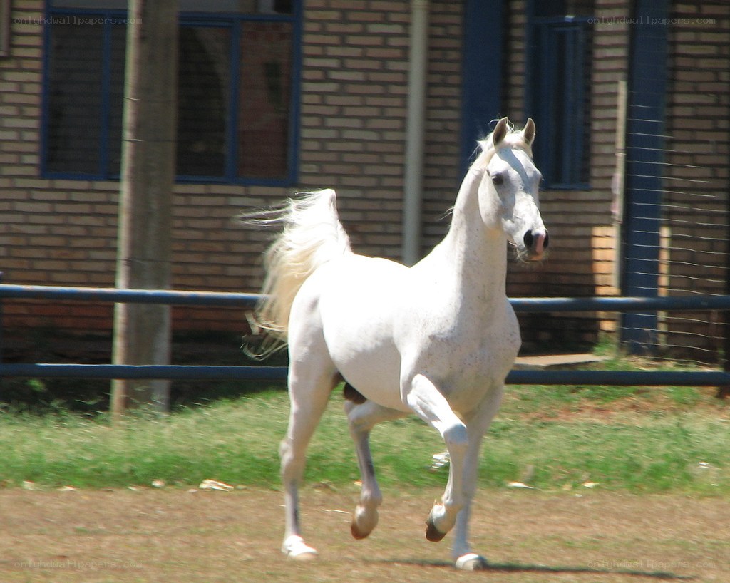 white horse running in a paddock