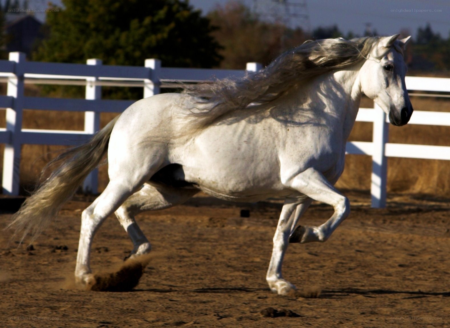 white horse running in a paddock