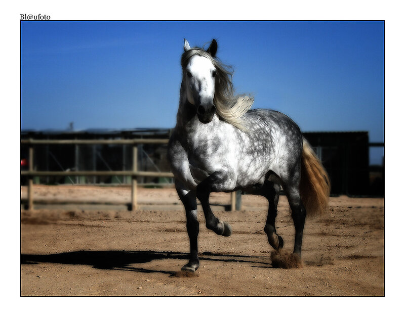 White horse running in a paddock