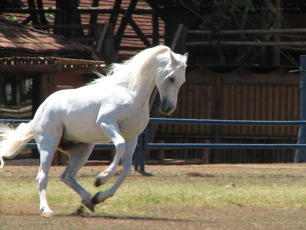 white horse running in a paddock