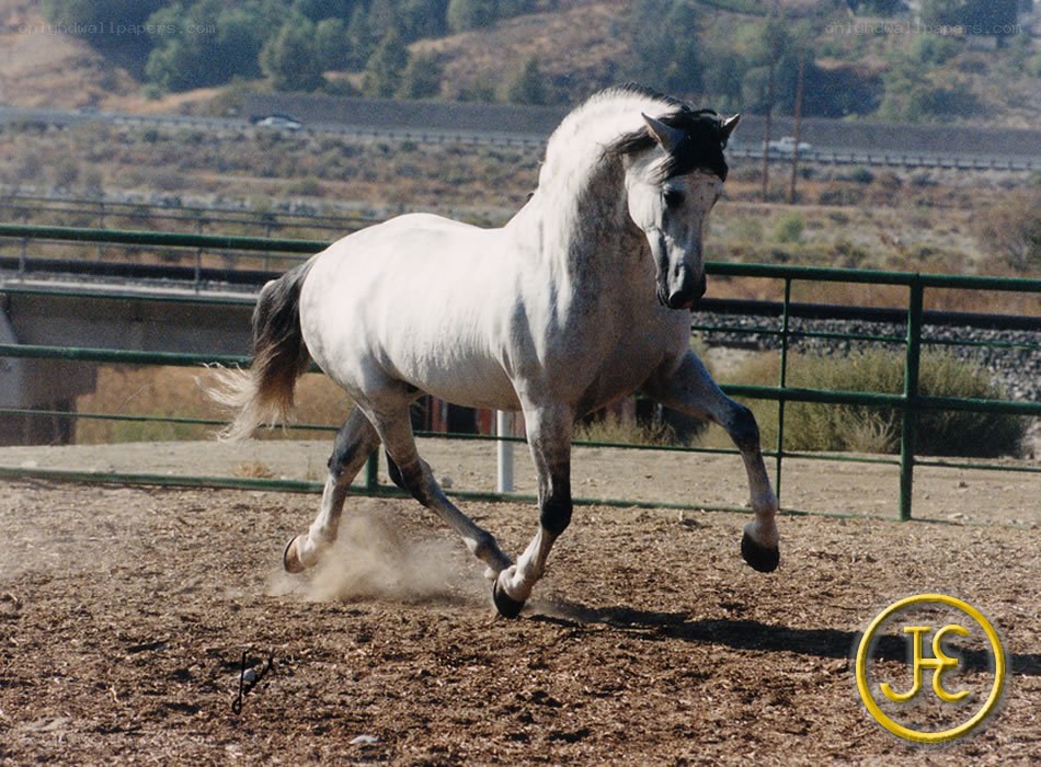 white horse running in arena
