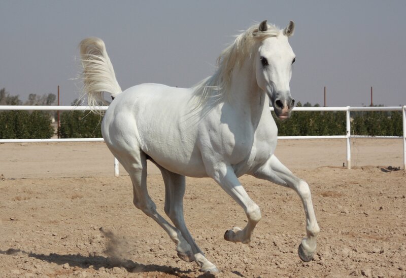 white horse running in arena