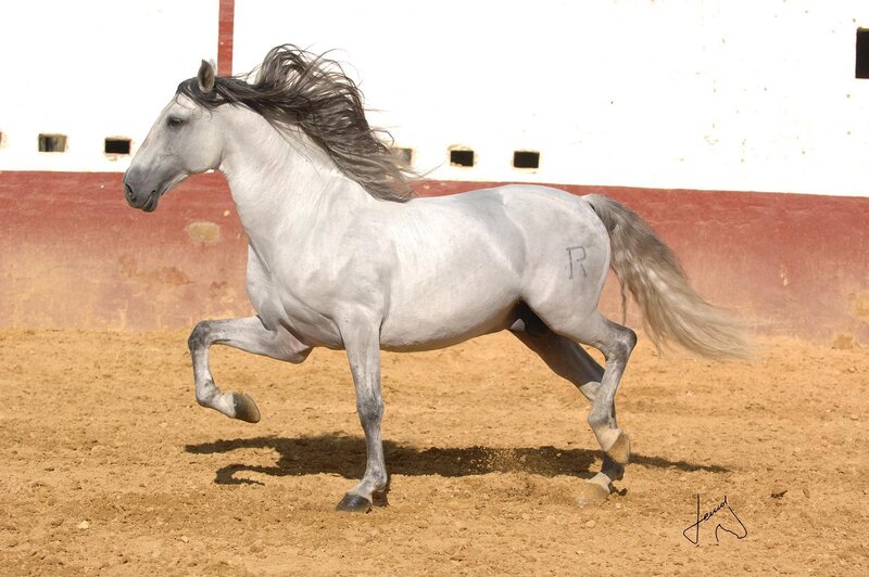 white horse running in arena
