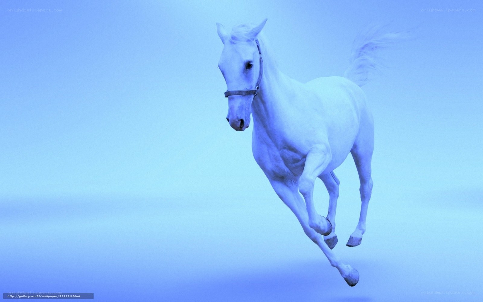 white horse running in blue