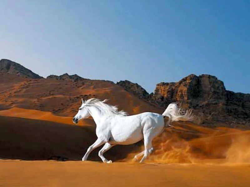 white horse running in desert