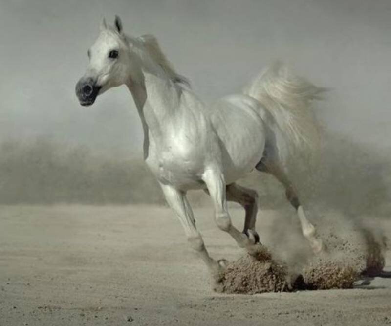 white horse running in desert