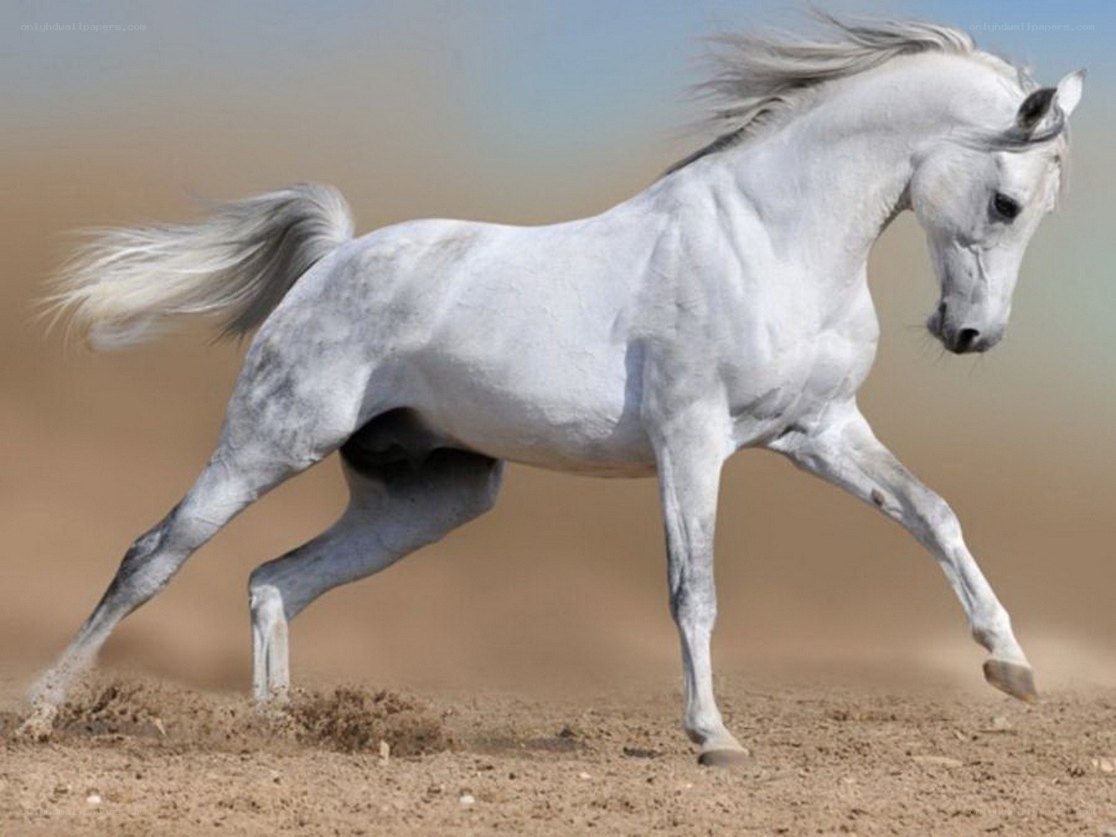 white horse running in desert