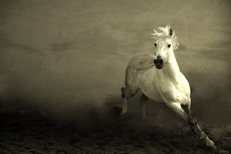 white horse running in dust