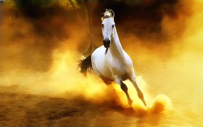 White horse running in dust