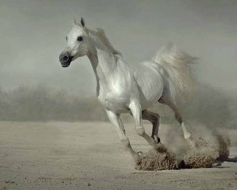 White horse running in dust