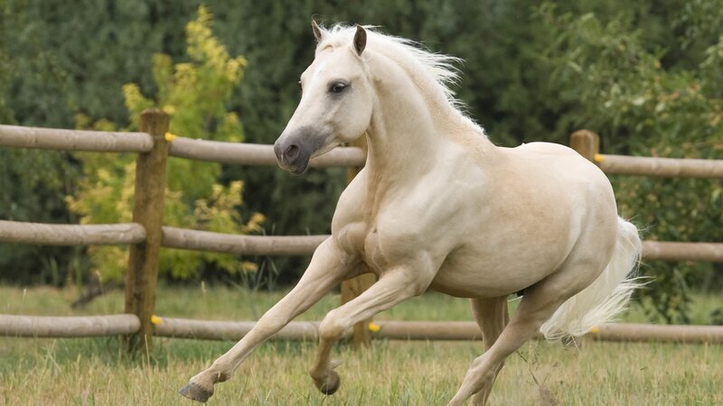 white horse running in field