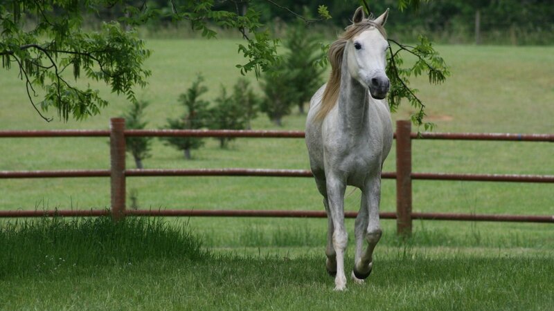 white horse running in field