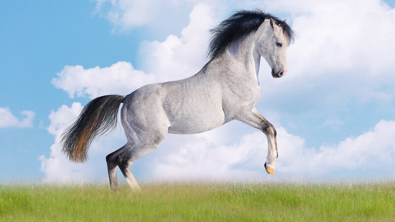White horse running in field