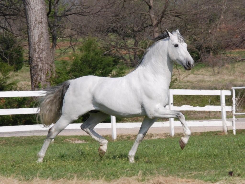 white horse running in field