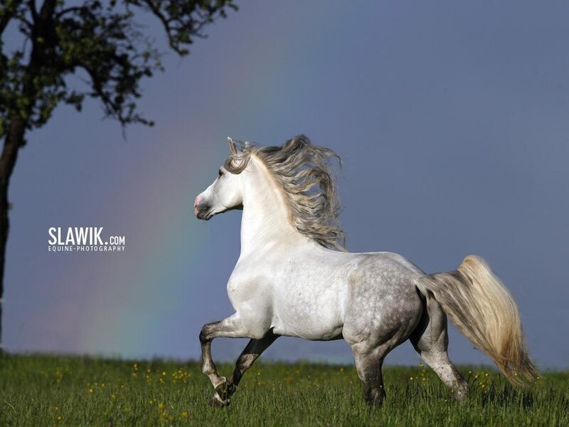 White horse running in field