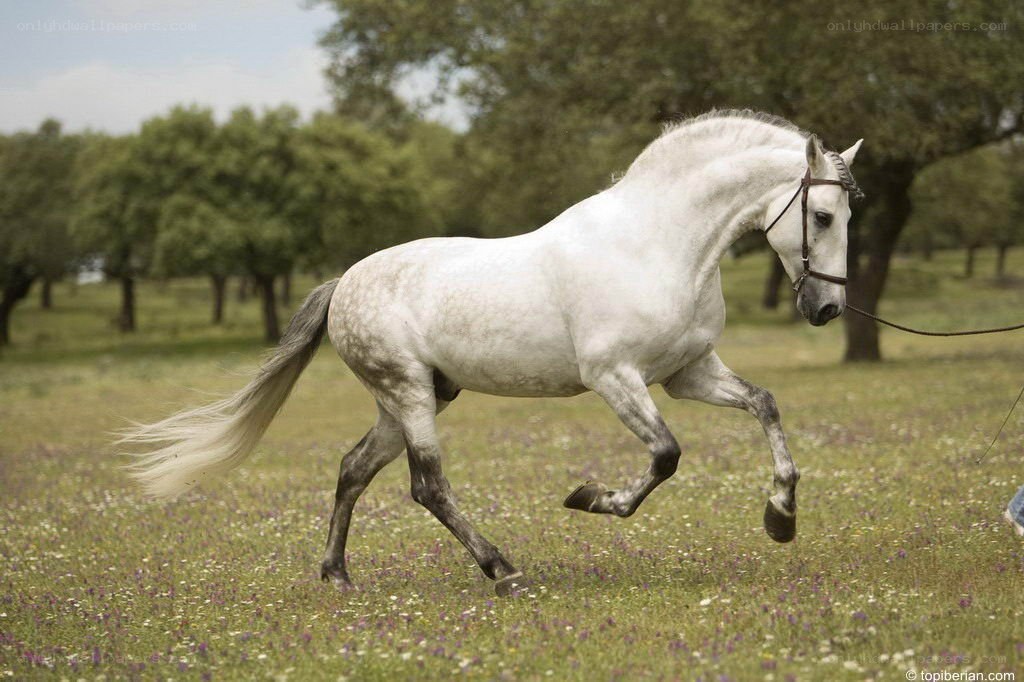White horse running in field