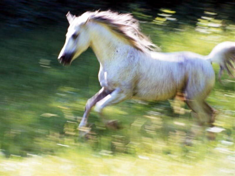 white horse running in field