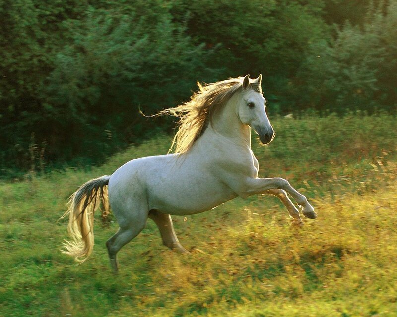White horse running in field