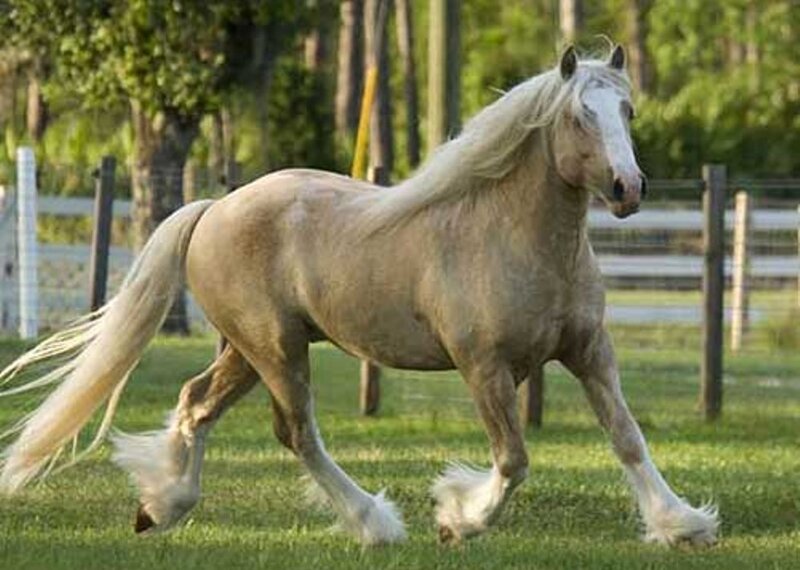 white horse running in field