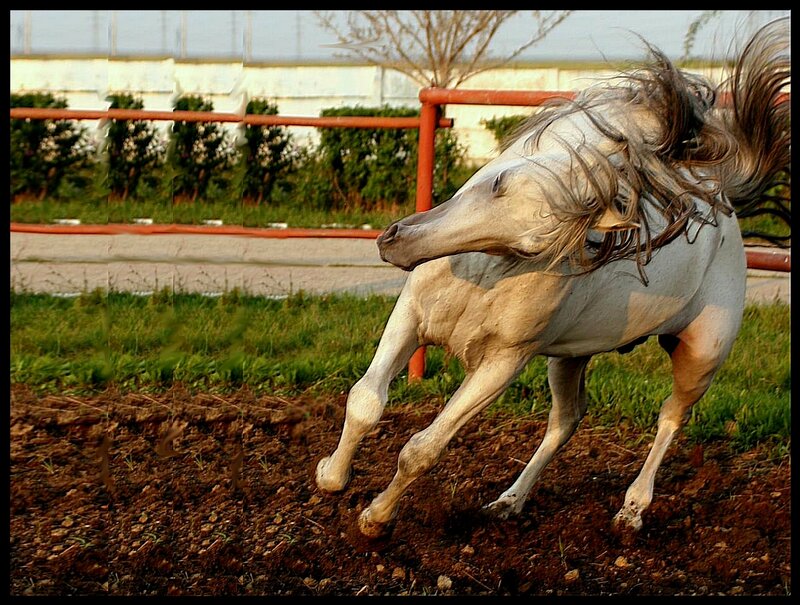 white horse running in field
