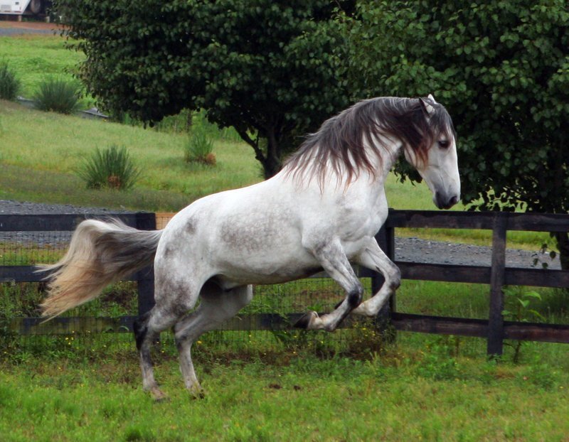 white horse running in field