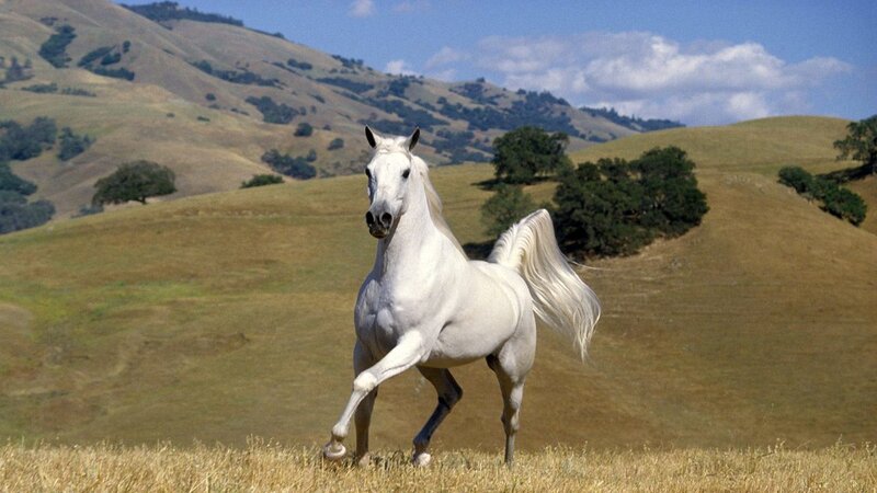 White horse running in field