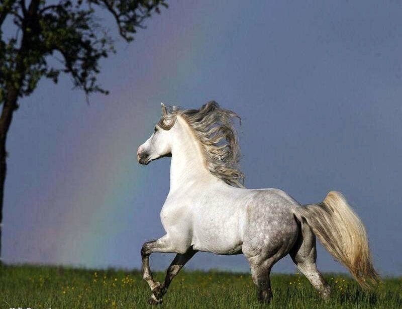 white horse running in field