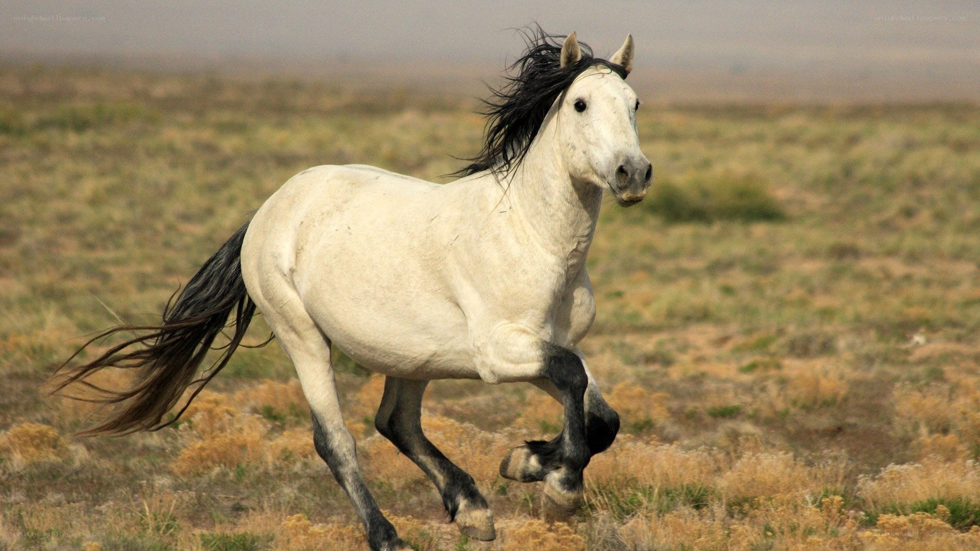white horse running in field